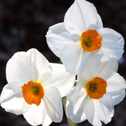 Narcisse 'géranium'